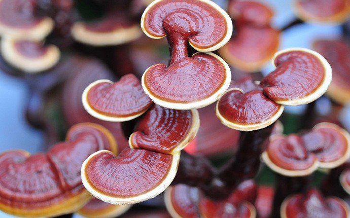 Ganoderma Lucidum Gomba
