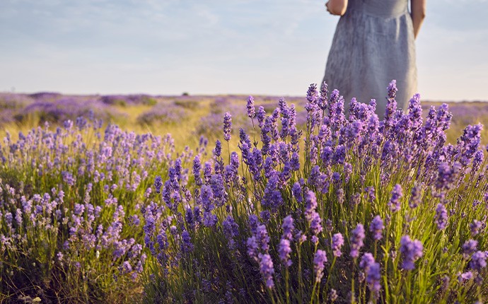 levendulás kozmetikum